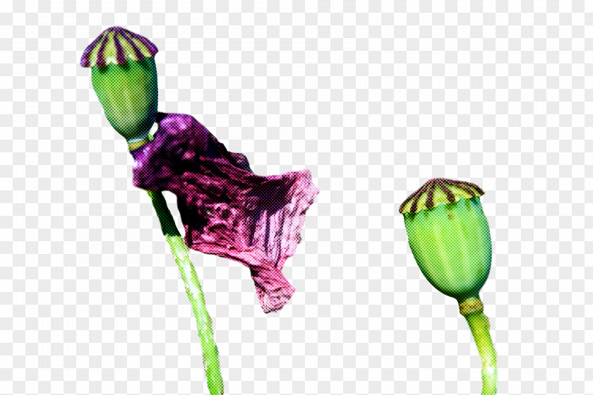 Floral Design PNG