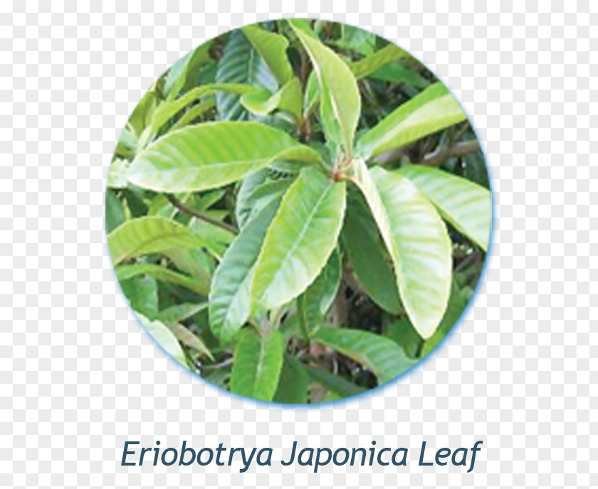 Hair Loquat Extract Loss Japan PNG