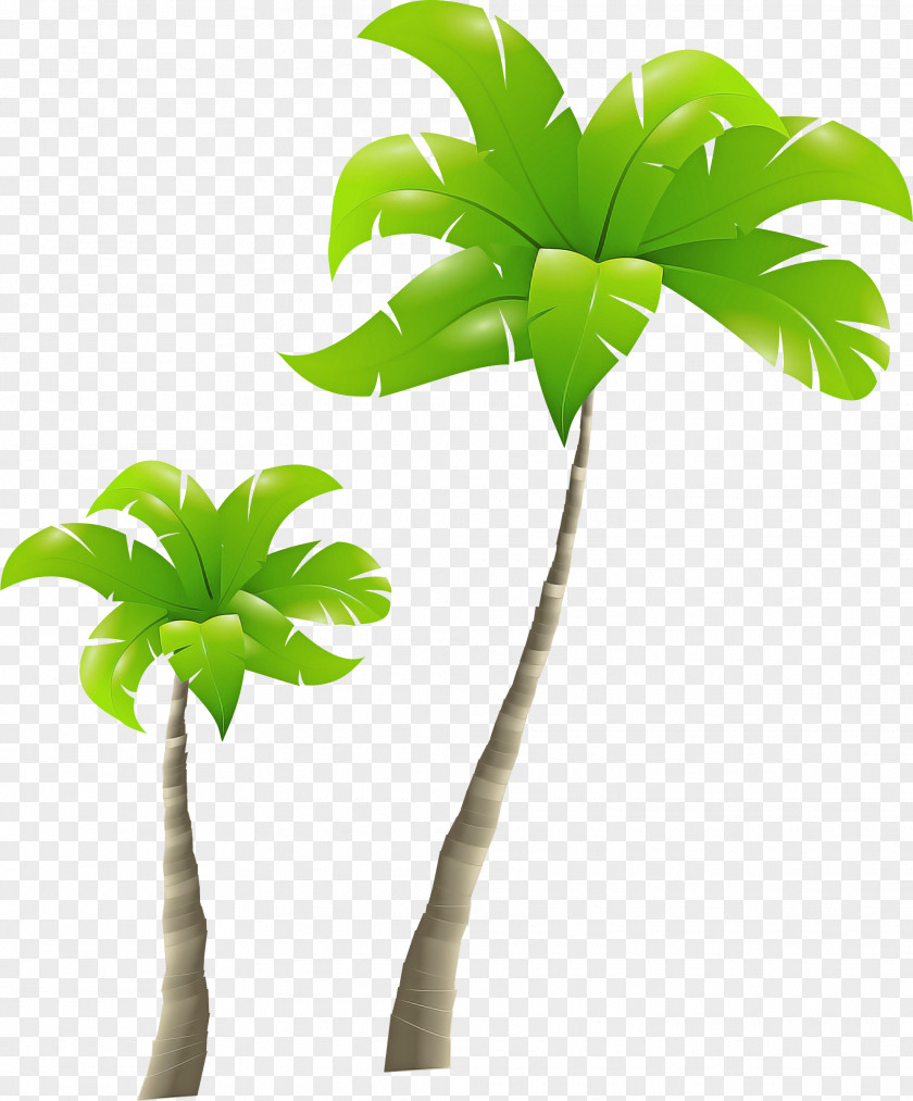 Palm Tree PNG