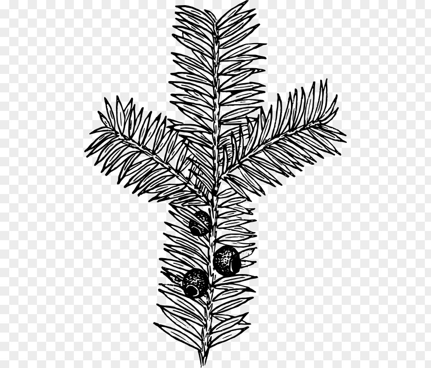 Plant Drawing Botany Clip Art PNG