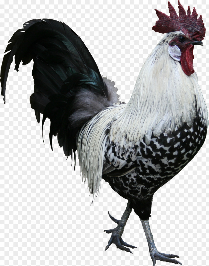 Rooster Chinese Character Cochin Chicken Poultry Texture Mapping PNG