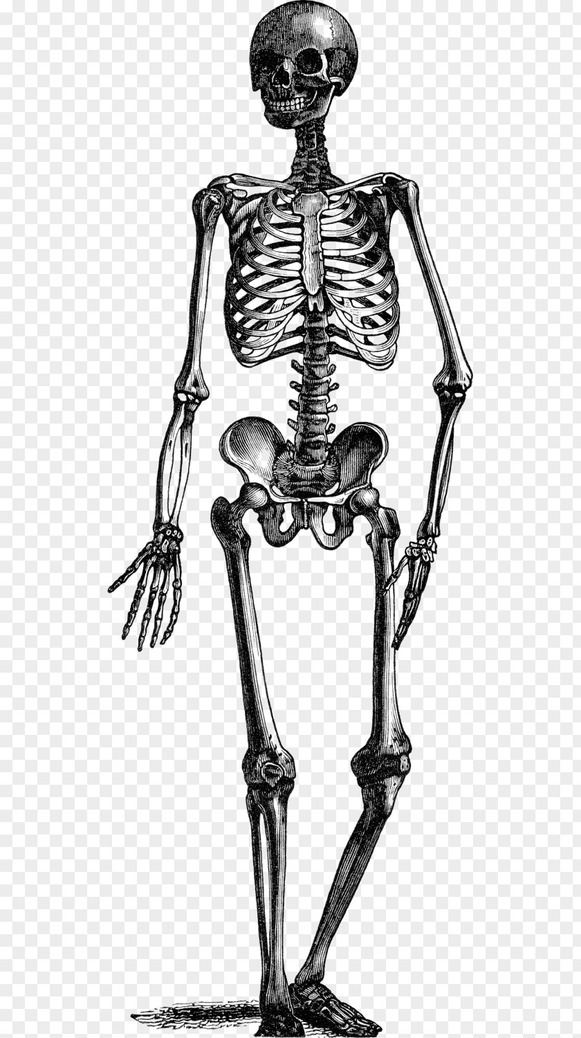 Skeleton Animated Film Human Tenor PNG