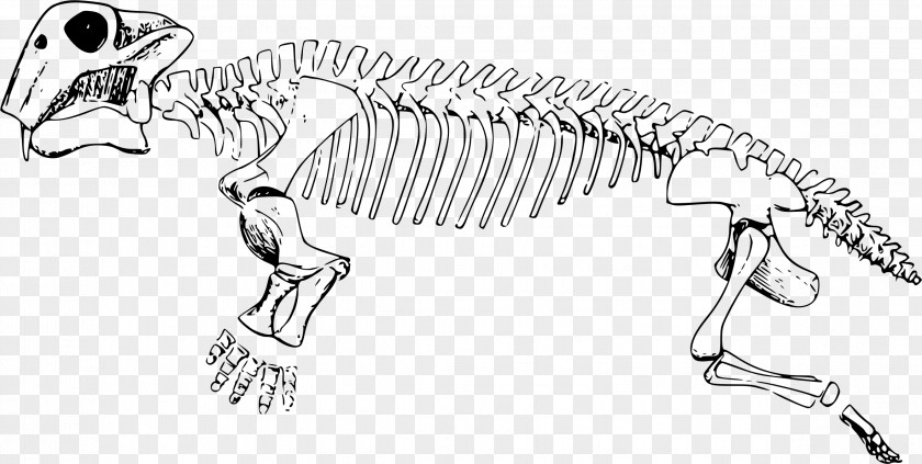 Skeleton Lystrosaurus Triassic University Of California Museum Paleontology Pangaea PNG