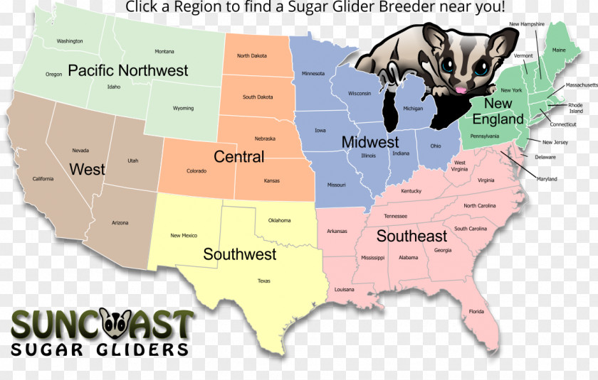 Sugar Glider World Map Web Mapping PNG