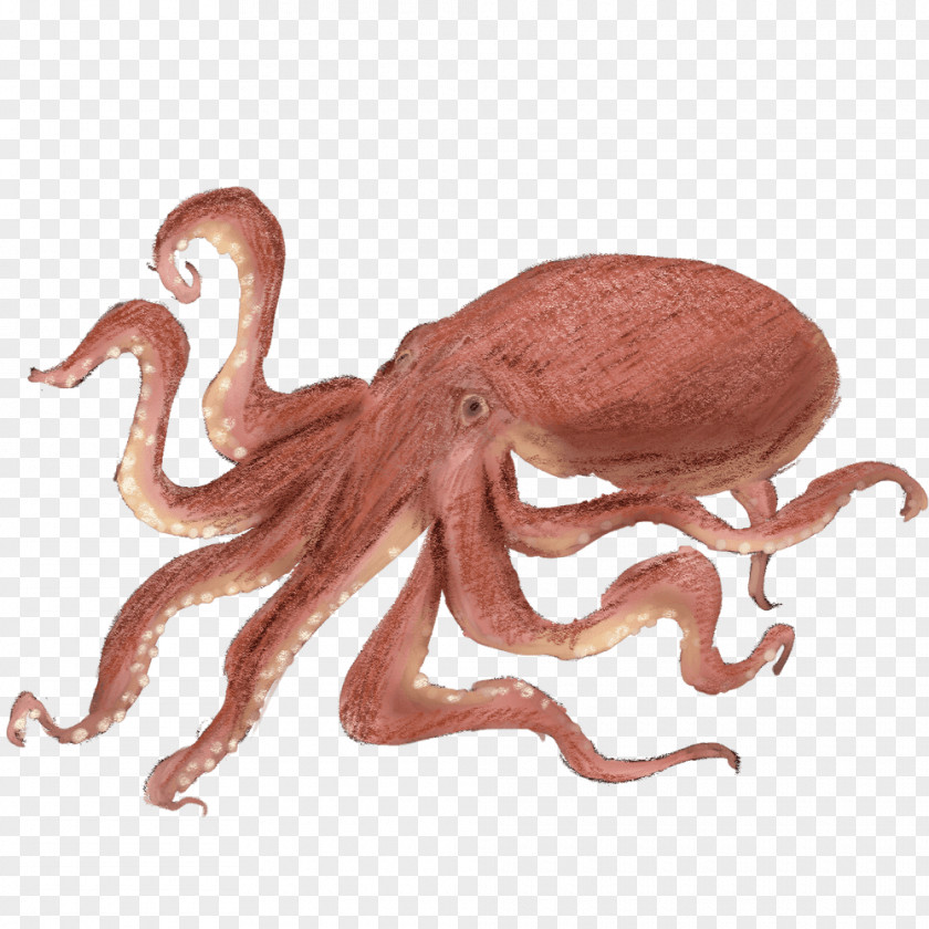 Tako Octopus Takoyaki Gogo Yubari Squid PNG