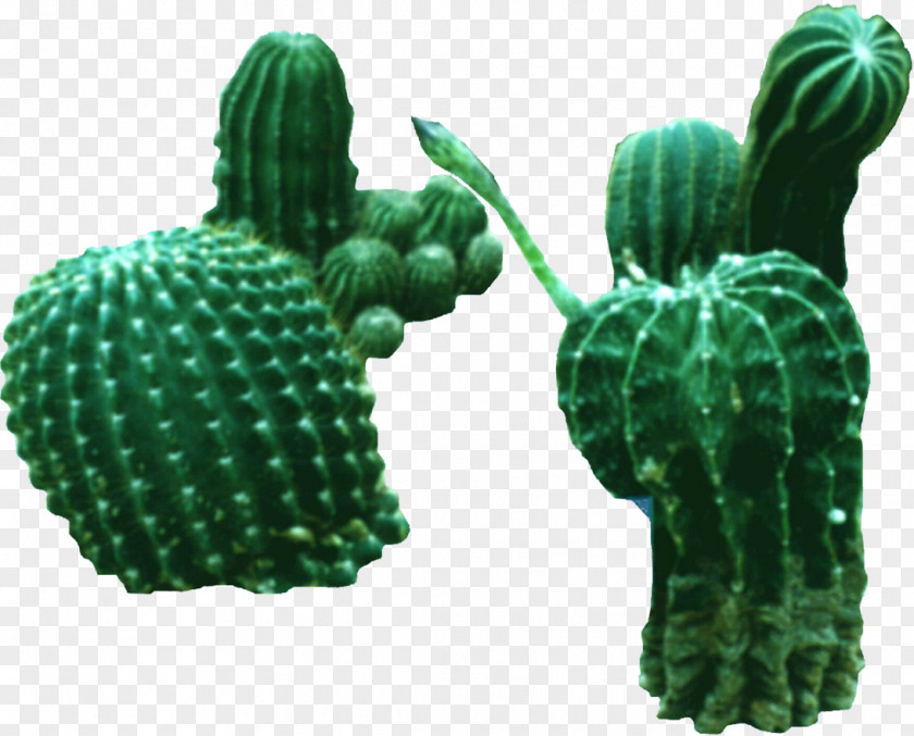 A Plurality Of Prickly Pear Cactaceae Nopal Green Tree PNG