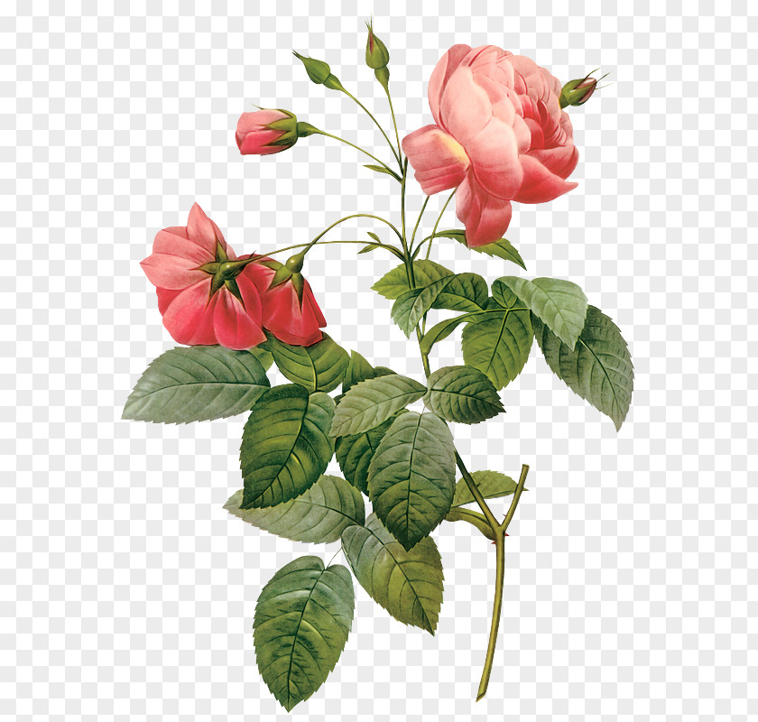 Flower Stock Photography Rose Clip Art PNG