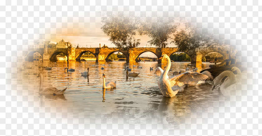 Goose Bird Mute Swan Duck Desktop Wallpaper PNG