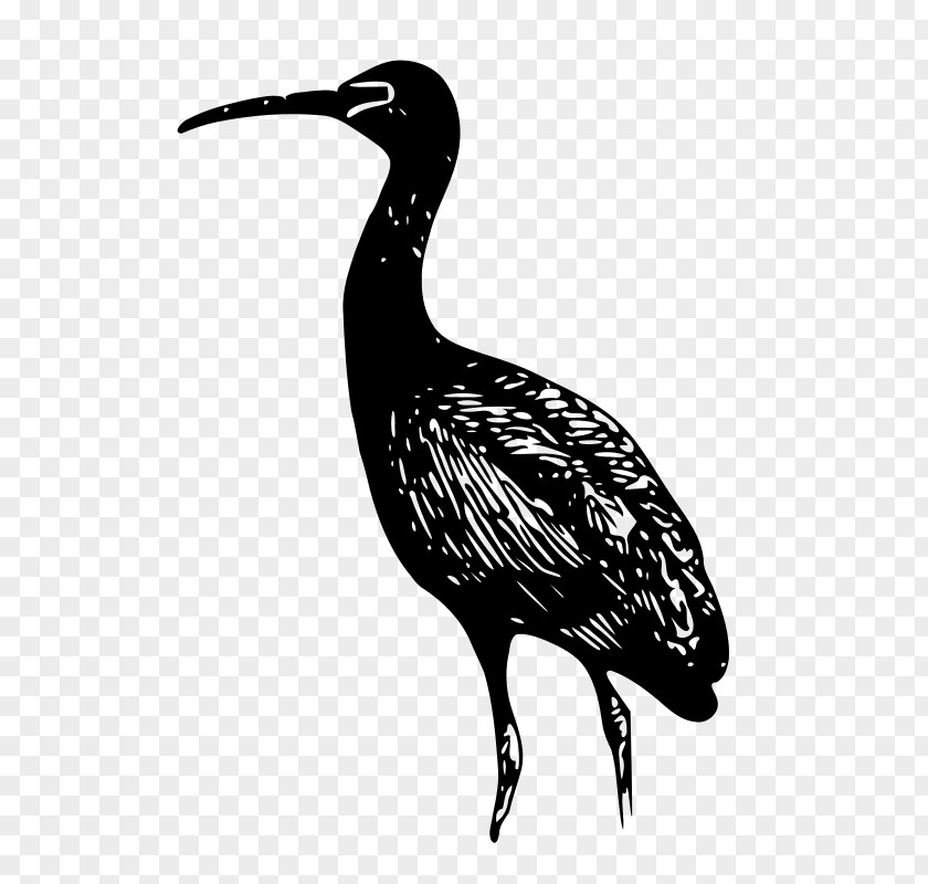 Ibis Glossy Drawing Clip Art PNG