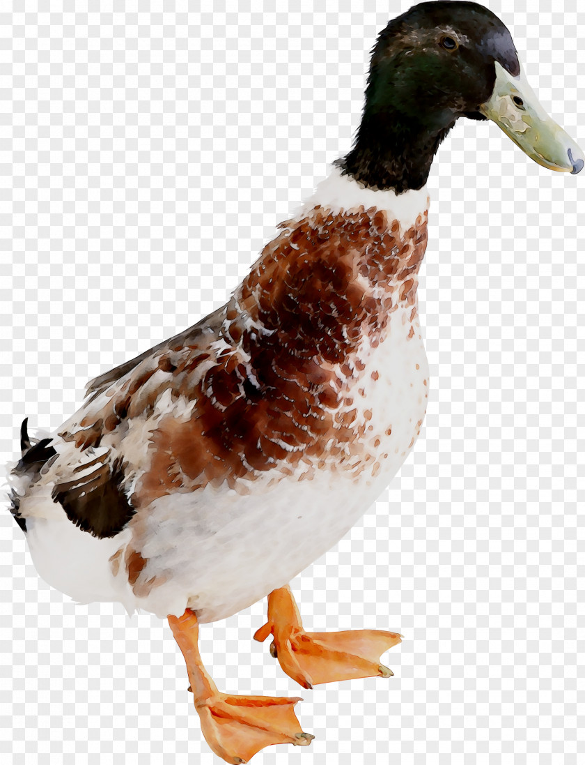 Mallard Duck Goose Chicken Image PNG