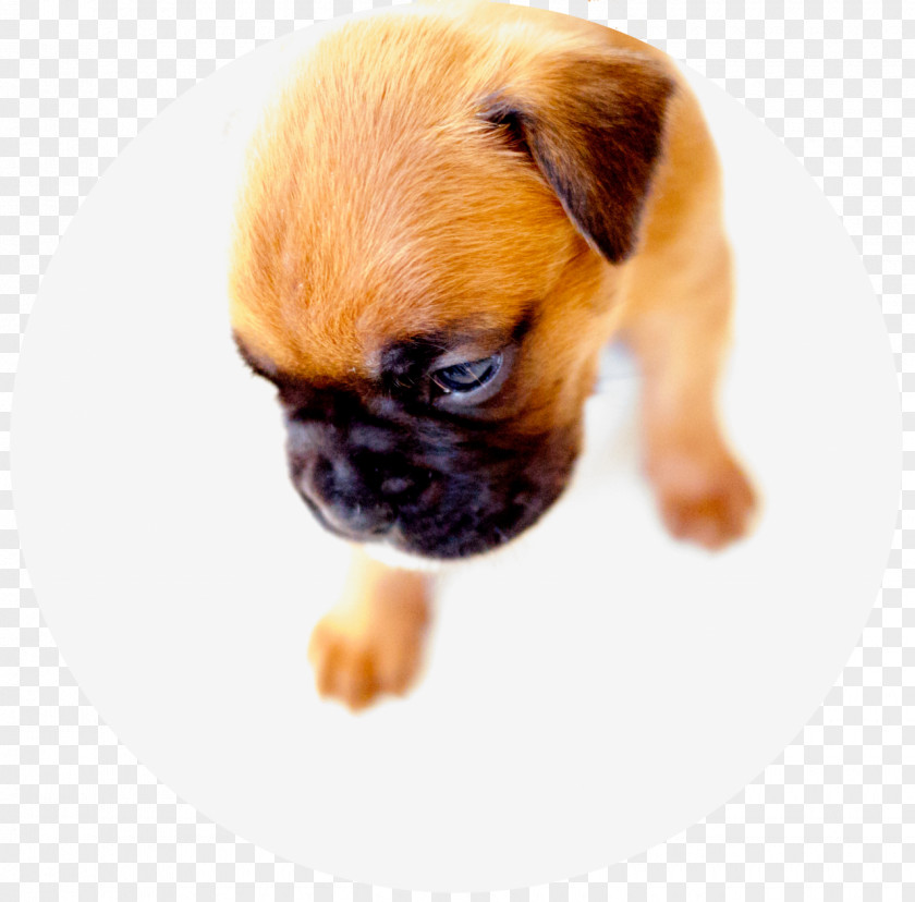 Puppy Dog Breed Pug Boxer Companion PNG