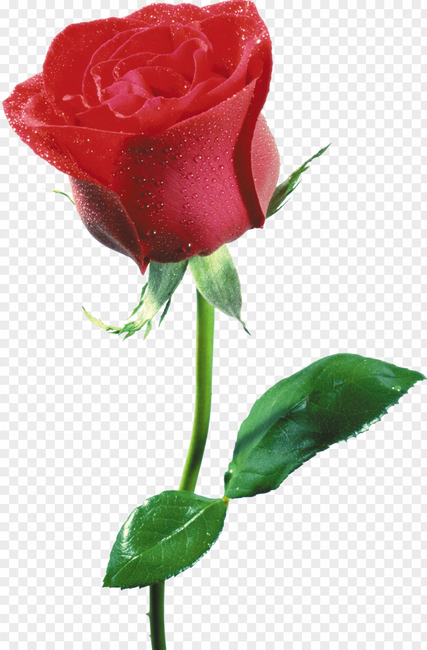 Rosa Flower Blue Rose Desktop Wallpaper PNG