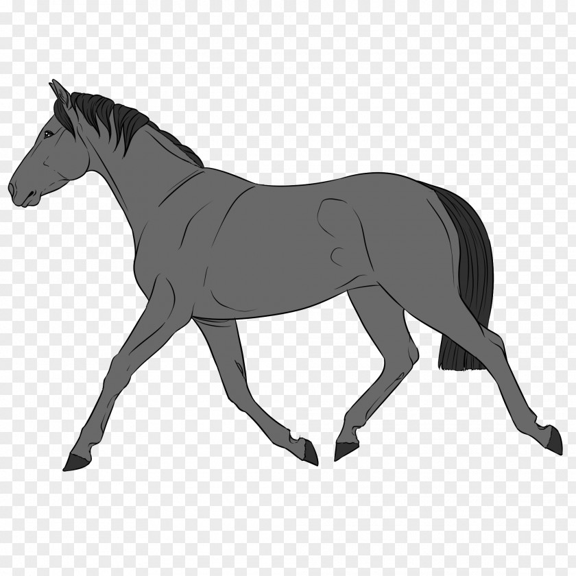 Werner Mule Foal Mustang Stallion Rein PNG