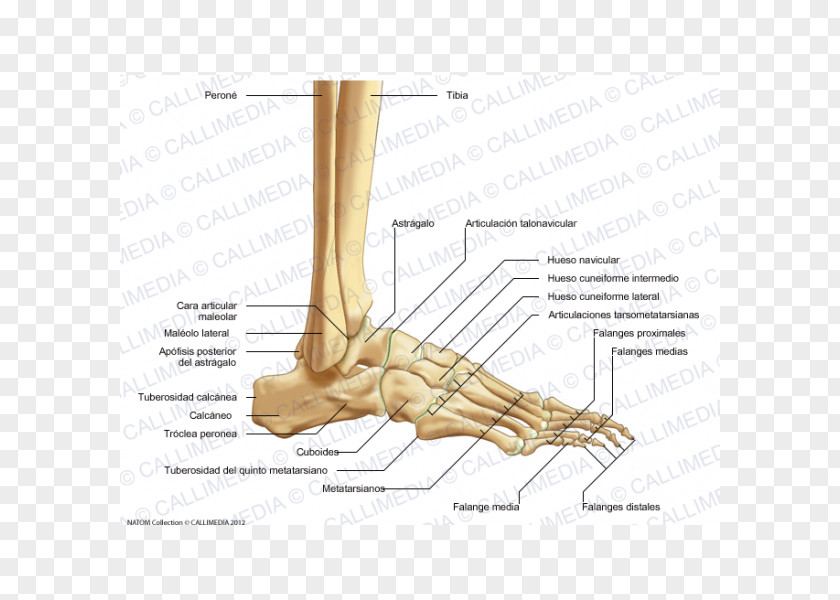 Calcaneus Thumb Bone Human Skeleton Tibia Foot PNG