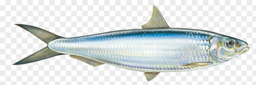 Fish Round Sardinella Oily Mackerel PNG