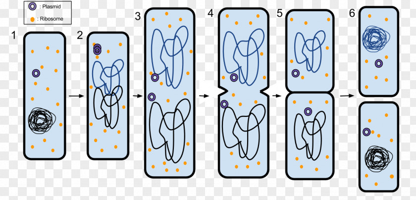 Fungi Fission Prokaryote Asexual Reproduction Cell Division PNG