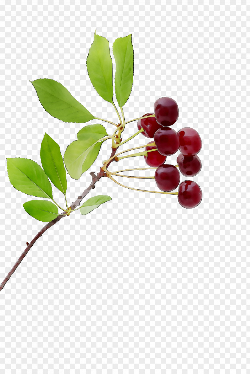 Lingonberry Kona Coffee Chokeberry Pink Peppercorn Holly PNG