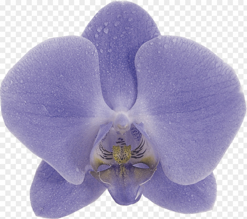 Orchid Orchids Phalaenopsis Aphrodite Blue Violet Purple PNG