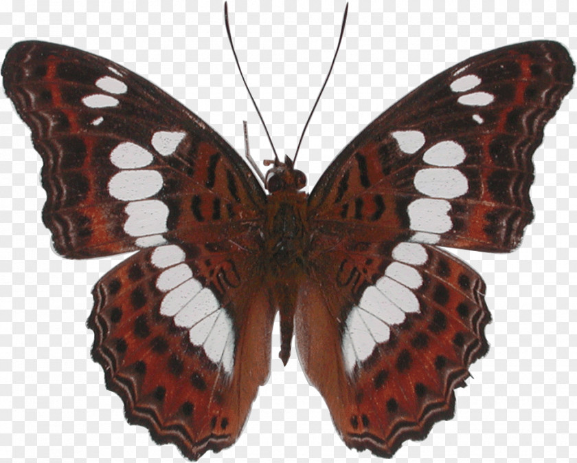 Butterfly Monarch Moth Moduza Procris Charaxes Smaragdalis PNG