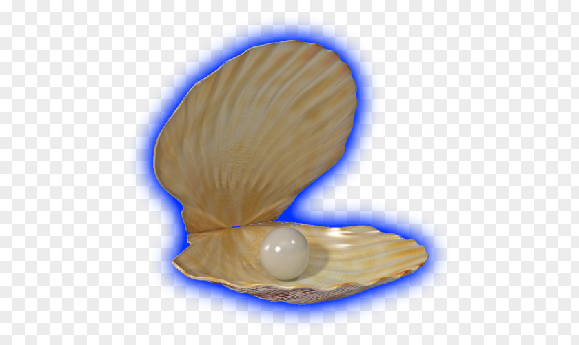 PEARL SHELL Clam Cockle Mussel Oyster Seashell PNG