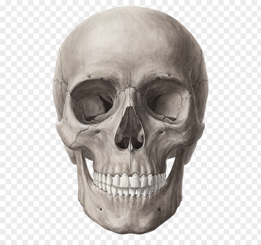 Zygomatic Process Of Temporal Bone Arch Frontalis Muscle PNG