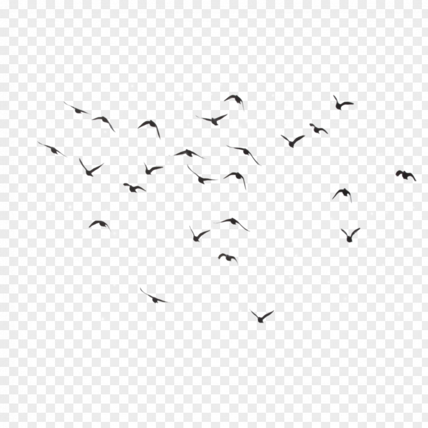 Bird Flight Clip Art Flock PNG