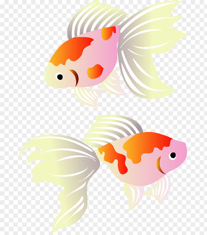 Goldfish Post Cards Koi Illustration Greeting PNG