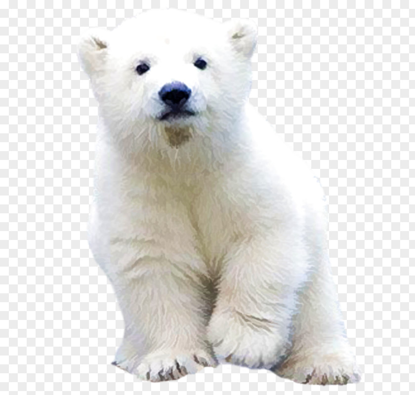 Polar Bear Brown Clip Art Image Animal PNG
