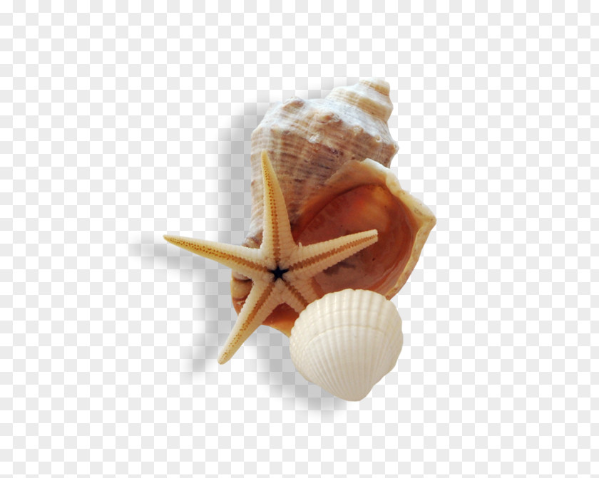 Seashell Starfish Marine Beach PNG