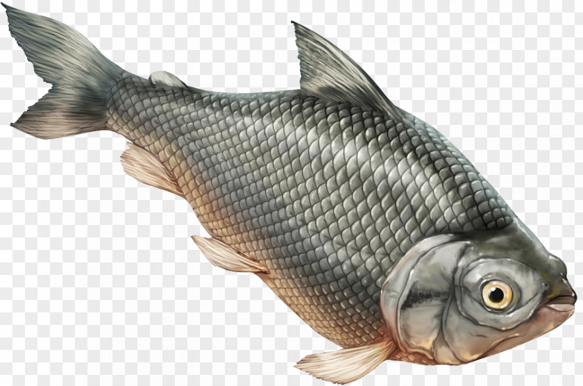 Sid Tilapia Prochilodus Magdalenae Nigricans Fish Carp PNG