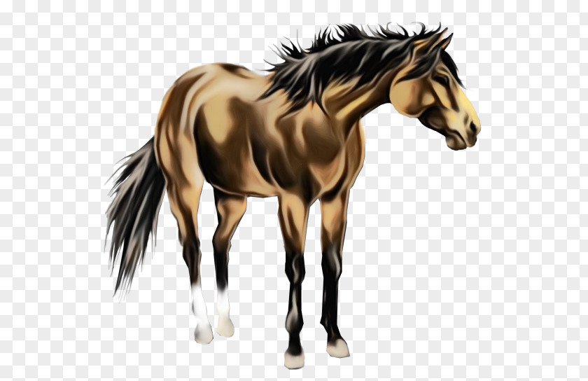 Terrestrial Animal Mare Horse Figure Mane Mustang Stallion PNG