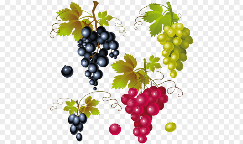 Wine Red Common Grape Vine Clip Art PNG