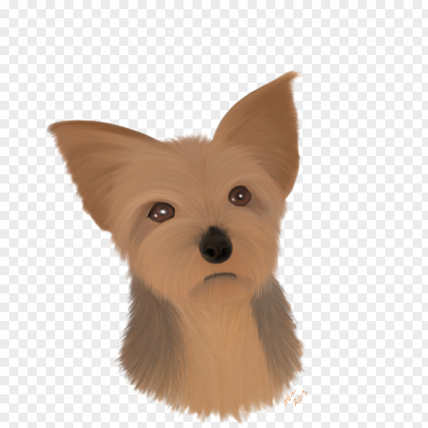 Yorkshire Terrier Norwich Australian Cairn Norfolk PNG