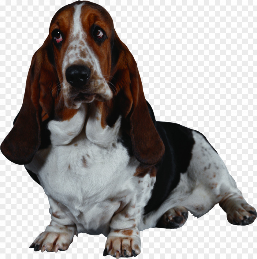 Dogs Basset Hound Old English Sheepdog American Foxhound PNG