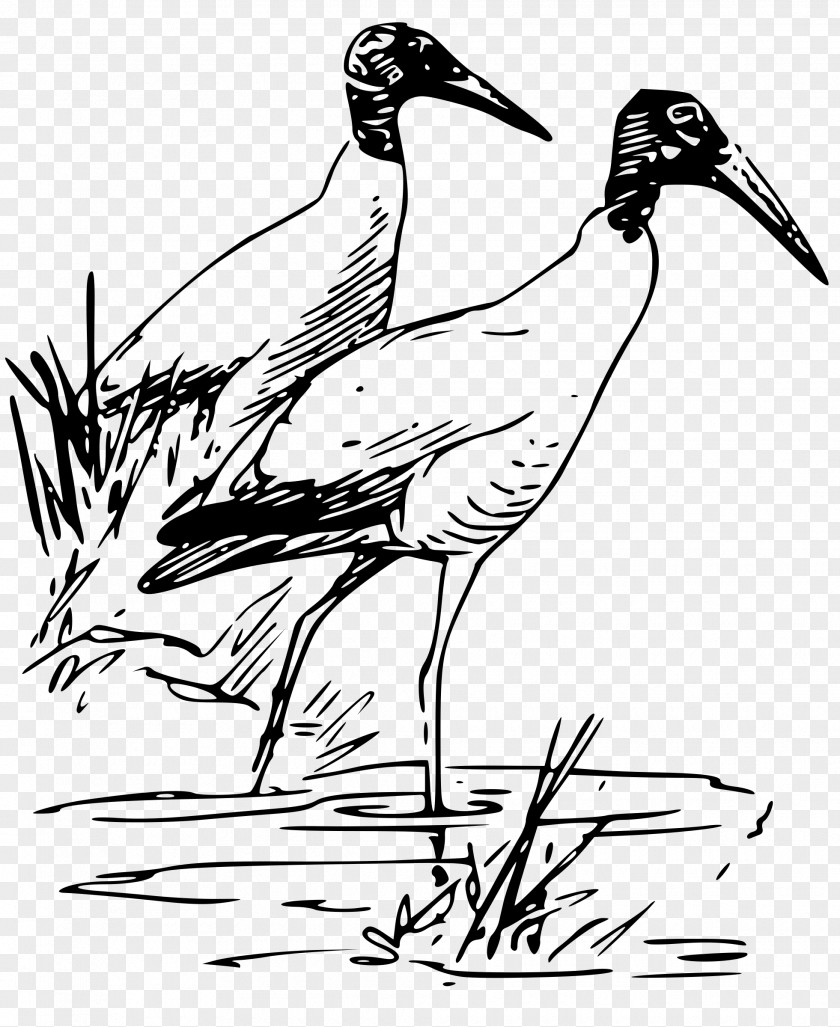 Flock Of Birds Bird Drawing American White Ibis Wood Stork PNG