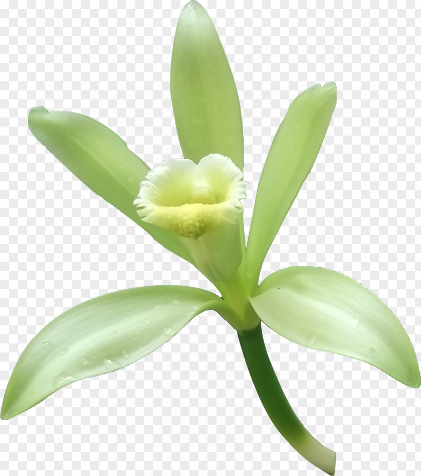 Green Herbs Herb Vanilla PNG