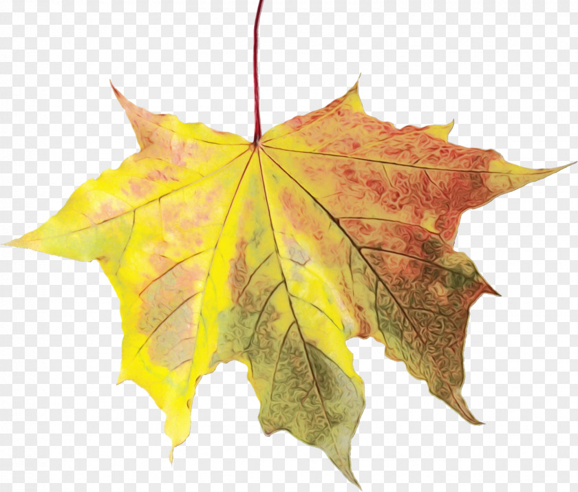 Ivy Planetree Family Canada Maple Leaf PNG