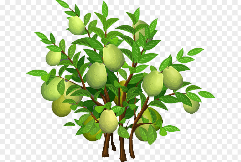 Mango Mangifera Indica Tree PNG