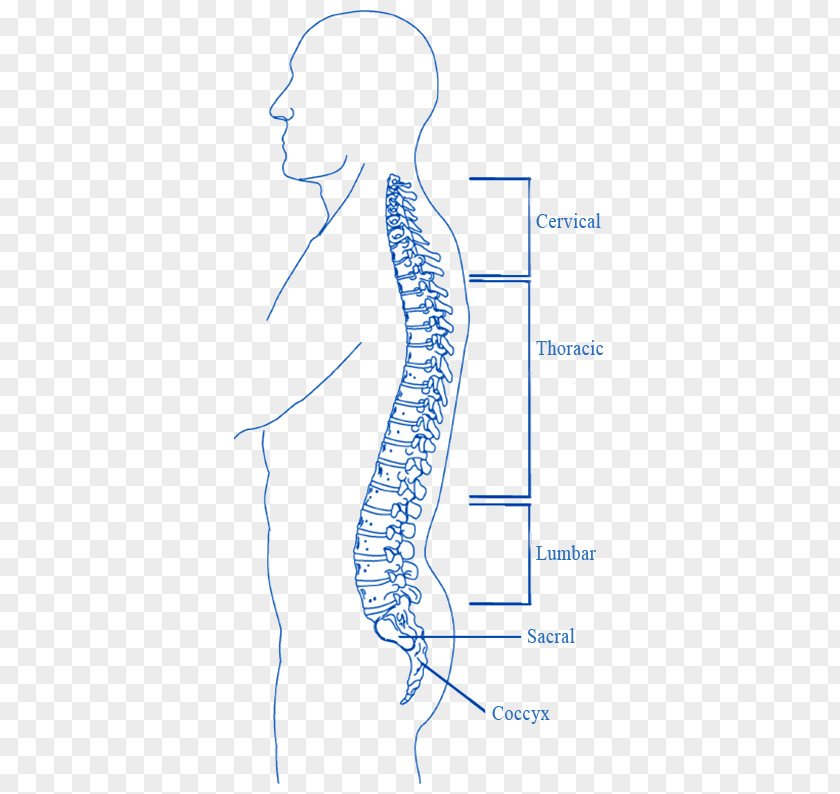 Organ Spinal Cord Injury Vertebral Column PNG cord injury column, others clipart PNG