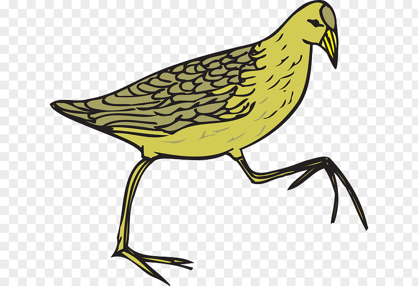 Bird Cartoon Common Quail Moorhen Clip Art PNG