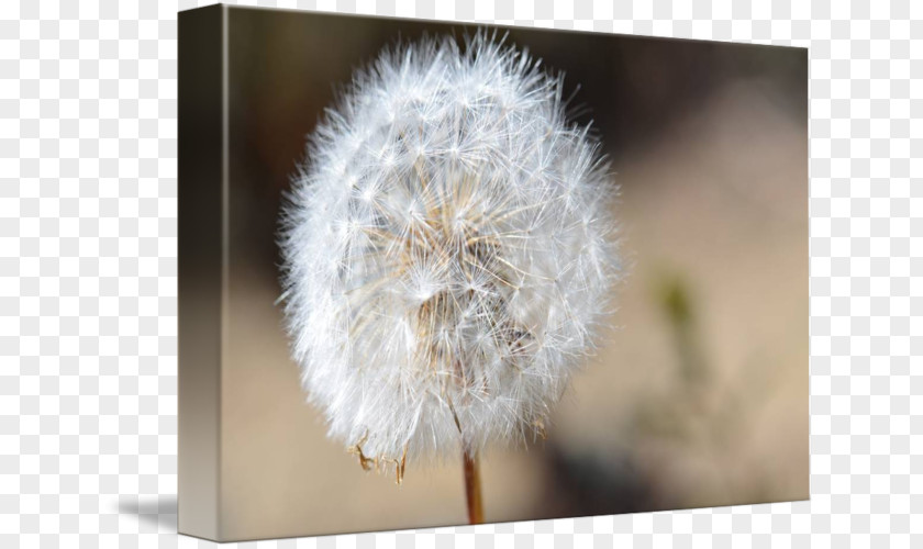 Dandelion Gallery Wrap Canvas Art Close-up PNG