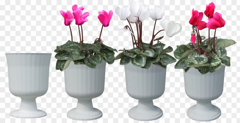 Hand-painted Flower Pot Plant Cyclamen Persicum Bonsai PNG