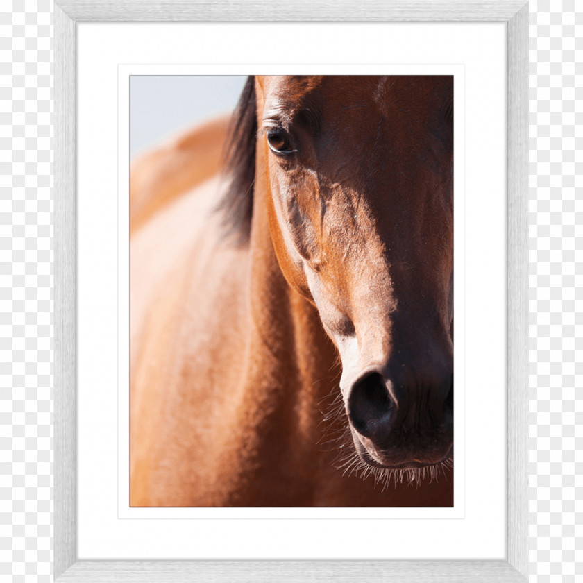 Horse Watercolor Arabian Mane Gypsy Akhal-Teke Knabstrupper PNG