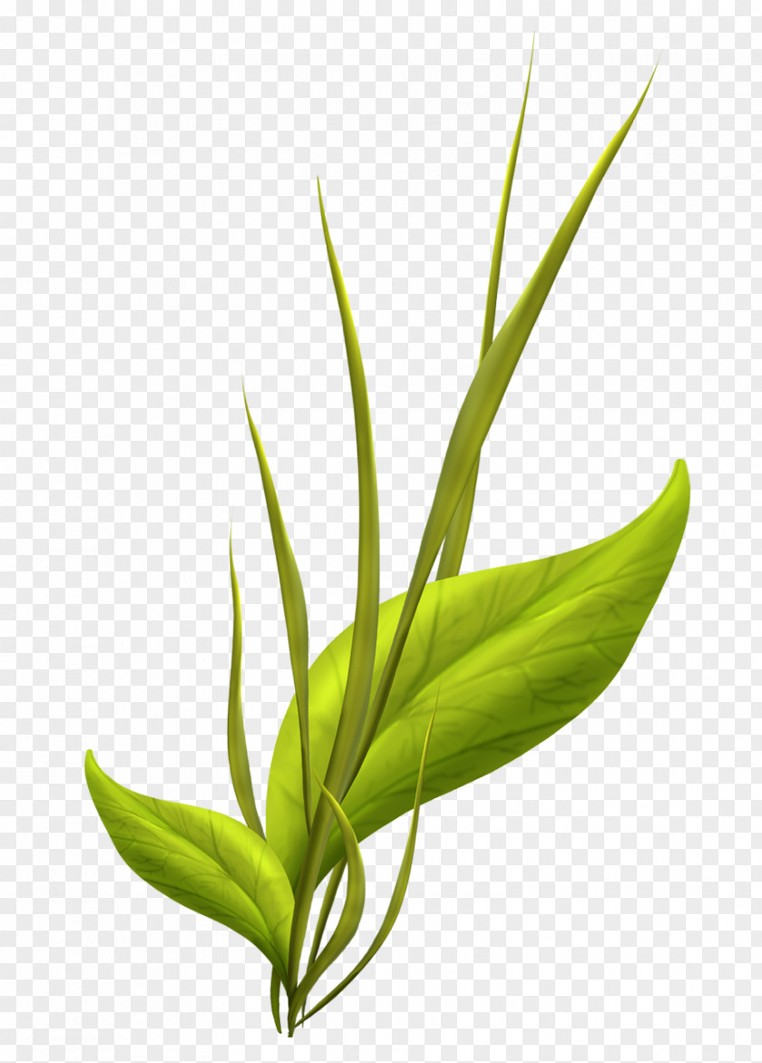 Leaf Aquatic Plants Drawing PNG