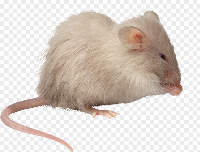Mouse, Rat Image Computer Mouse PNG