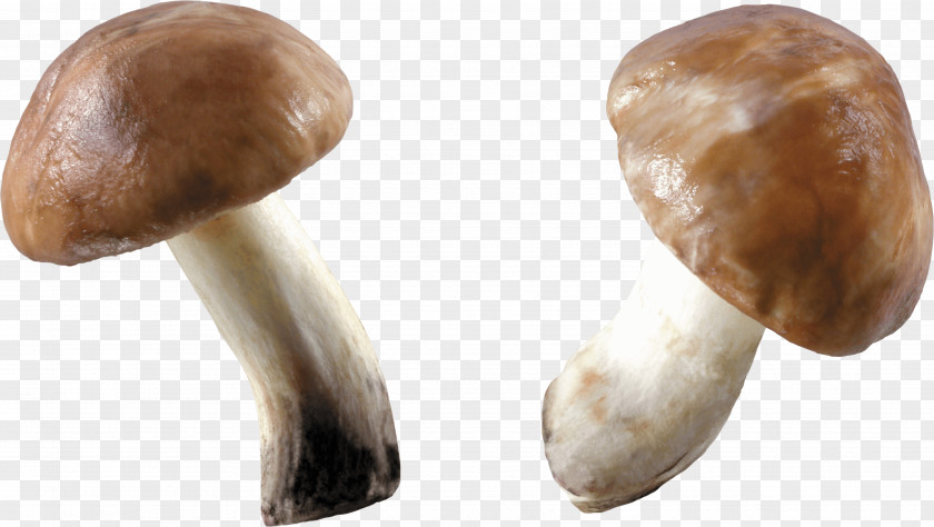 Mushroom Image Stuffed Mushrooms Computer File PNG
