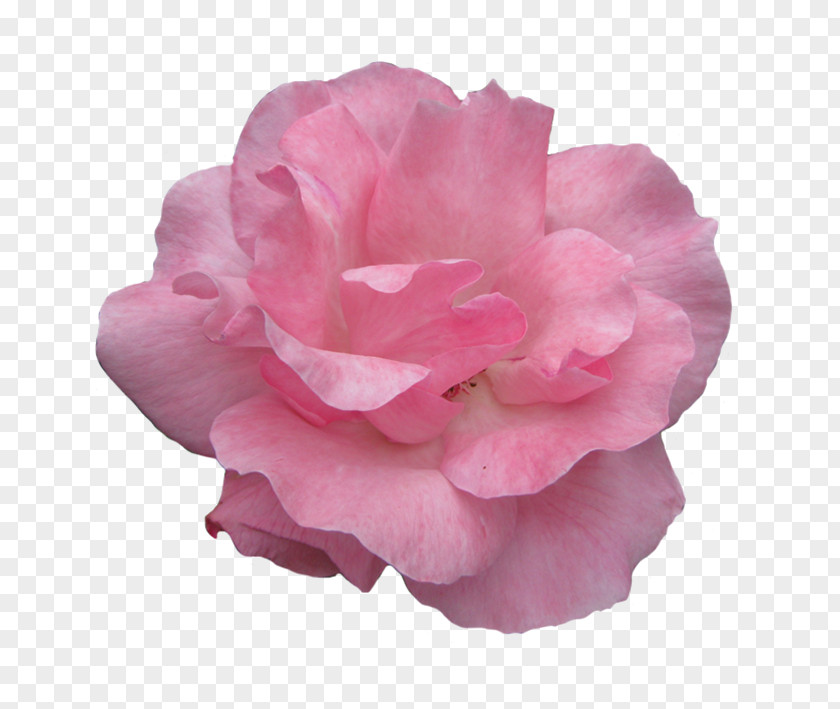 Pink Rose Flowers Clip Art PNG