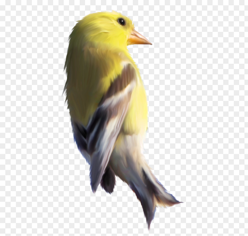 Bird Eurasian Golden Oriole Passerine Domestic Canary PNG