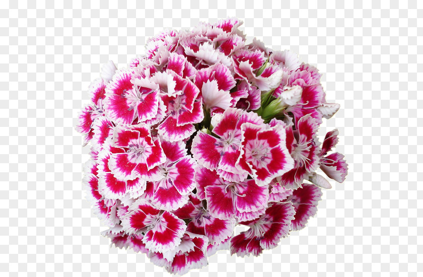 Flower Cut Flowers Carnation PNG