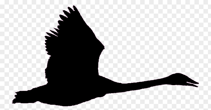 Flying Crow Bird Goose Black Swan Trumpeter Flight PNG